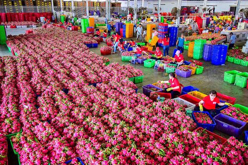 Sơ chế thanh long ở Hàm Kiệm để xuất khẩu (Ảnh tư liệu)