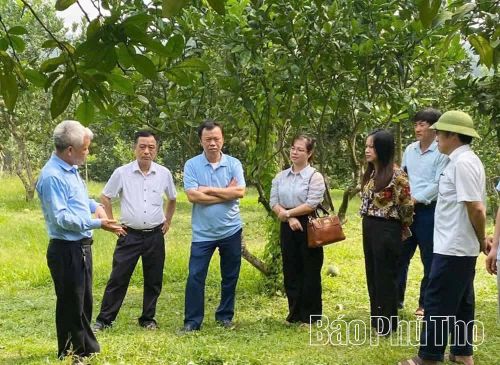 Lãnh đạo xã Bằng Luân trao đổi với các ngành chuyên môn về việc quản lý cấp mã số vùng trồng.