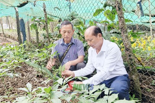Mô hình trồng sâm của hội viên CCB bản Pa Cư Sáng, xã Xím Vàng.