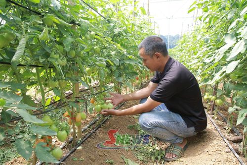 Mô hình trồng cà chua ứng dụng công nghệ cao tại Mộc Sơn.