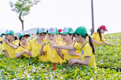 Học sinh trải nghiệm tại đồi chè Mocha Hill Mộc Châu, phường Vân Sơn.