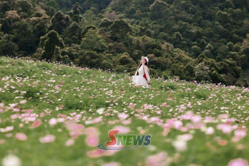 Đồi hoa cánh bướm ở xã biên giới Lóng Sập.