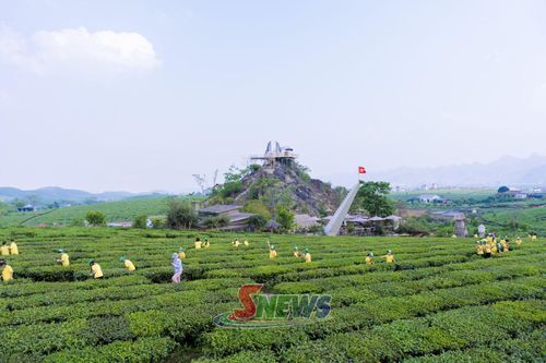 Đồi chè Mocha Hill Mộc Châu, phường Vân Sơn.