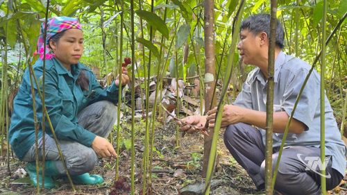 Chị Bàn Thị Thùy Dung chia sẻ về trồng sa nhân tím dưới tán rừng.