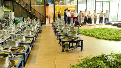 Dây chuyền chế biến chè hiện đại tại Hợp tác xã Trà Búp Ngọc.