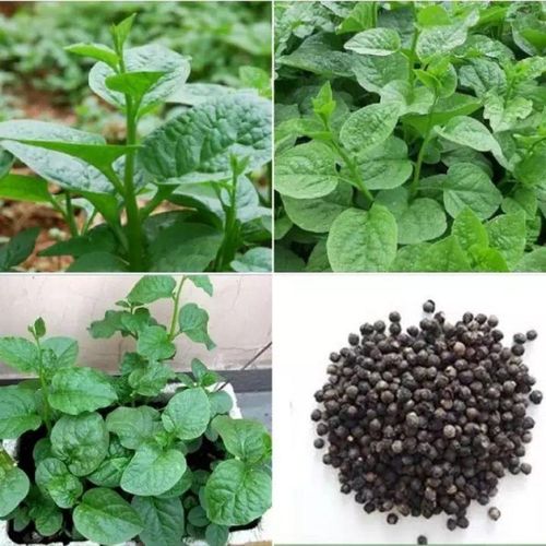 Mồng tơi cần được duy trì độ ẩm tương đối ổn định, nhất là trong giai đoạn cây con và thời kỳ phát triển mạnh.