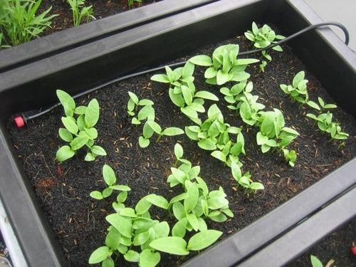 Cần chọn hạt giống khỏe để rau phát triển tốt.