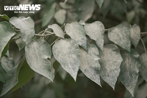 Lớp bụi không chỉ phủ mặt đường mà còn bám dày trên cây xanh hai bên. Nhiều hàng cây chuyển sang màu trắng đục cho thấy mức độ phát tán bụi tại khu vực.
