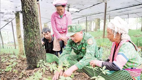 Bộ đội Biên phòng tỉnh Lai Châu hướng dẫn đồng bào dân tộc thiểu số trồng sâm. (Ảnh: VĂN DUẨN)
