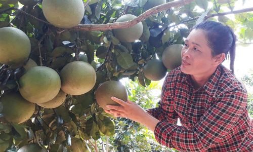 Vườn bưởi tại xã Yên Thế.