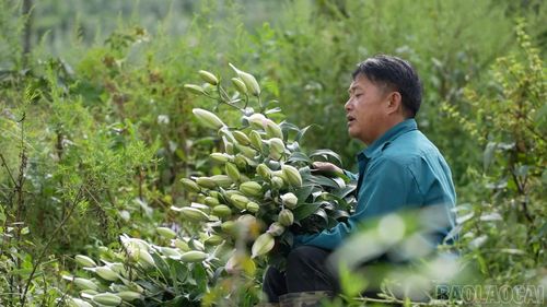 Anh Sùng A Dũng, xã Ngũ Chỉ Sơn, cẩn thận phân loại, bó hoa ly ngay tại vườn.