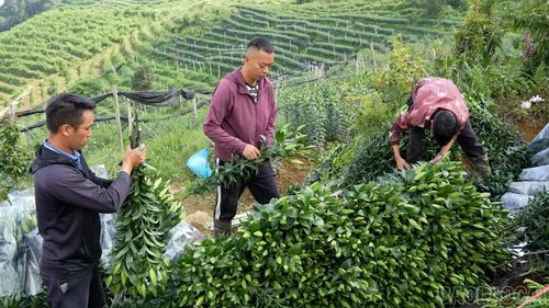 Công đoạn phân loại và bó hoa đòi hỏi sự tỉ mỉ, khéo léo để đảm bảo mỗi bó ly đạt chuẩn từ 3 - 5 nụ trở lên.