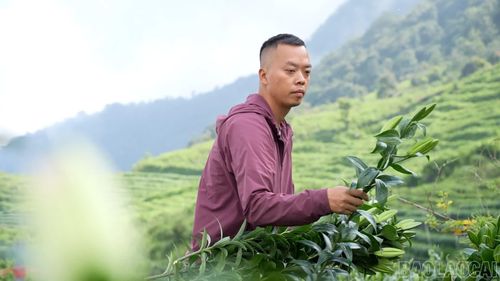 Anh Trần Duy Hùng, chủ vườn hoa ly Hùng Lan Sa Pa.