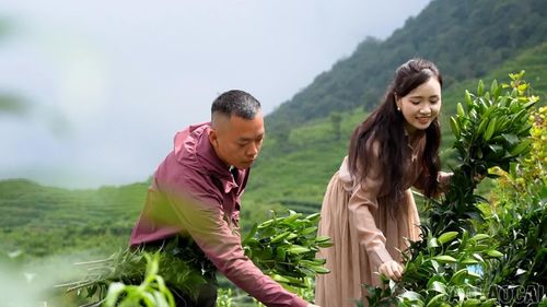 Từ các nhà vườn vùng cao, hoa ly Ngũ Chỉ Sơn vươn xa, khẳng định thương hiệu nông sản chất lượng của tỉnh Lào Cai.
