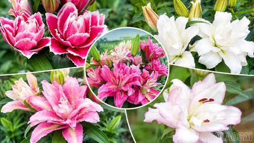 Nhiều giống hoa ly được trồng tại vườn nhà anh Hùng.