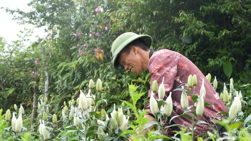 Người dân địa phương chọn cắt những cành ly đạt độ chín vào lúc rạng sáng.