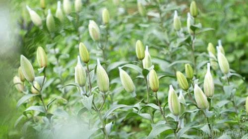 Những cành ly khoe sắc giữa núi rừng Ngũ Chỉ Sơn.