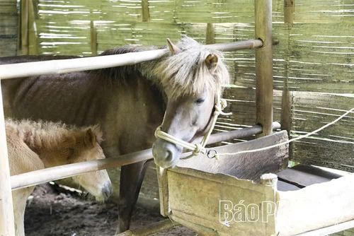 Mô hình hỗ trợ sản xuất cộng đồng phát triển chăn nuôi ngựa của xã Vân Sơn đã mở ra những hướng đi mới trong phát triển sinh kế cho người dân.