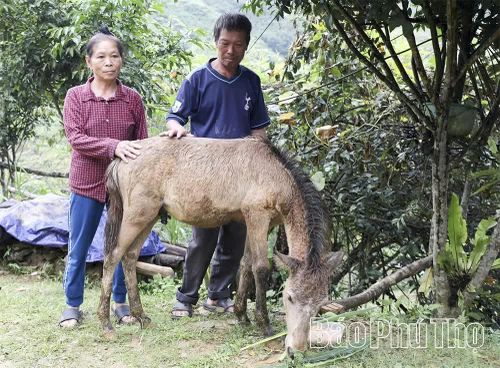 Vợ chồng ông Thương được hướng dẫn kỹ thuật chăm sóc đàn ngựa.
