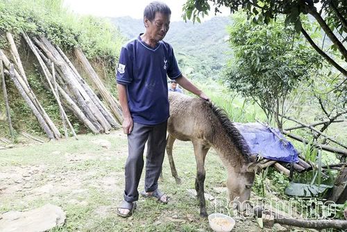 Sau khi được hỗ trợ, con ngựa của gia đình ông Thương đã sinh thêm 1 con ngựa con.