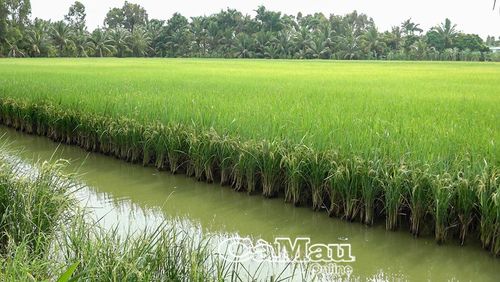 Lúa của ông  Nguyễn Việt Thắng sắp đến kỳ thu hoạch, ông đang tiếp tục theo dõi, chăm sóc.