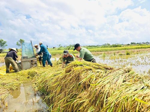 Công an xã Tư Nghĩa phối hợp cùng các lực lượng hỗ trợ người dân gặt lúa