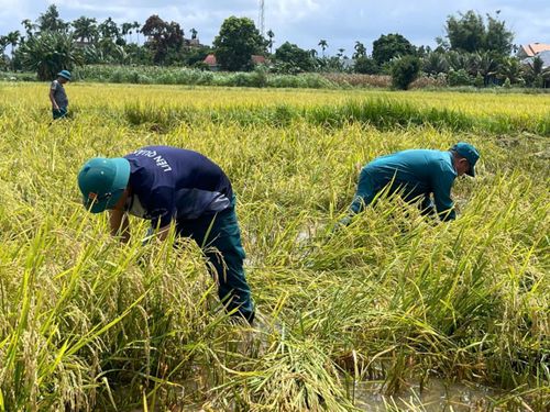 Tại xã An Phú, các lực lượng cũng được huy động để hỗ trợ người dân gặt lúa