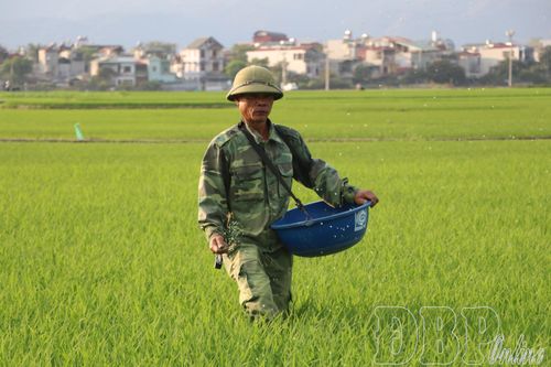 Đằng sau những hạt gạo thơm ngon, nức tiếng là sự cần cù, chịu thương chịu khó của người nông dân.