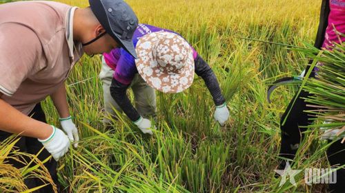 Dự án “Chuyến đi của rơm” trong những ngày đầu tiến hành thu hoạch rơm.