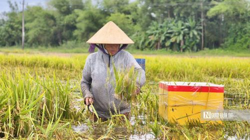 Lúa bị ngập sâu tập trung tại các thôn Tân Định, Gia Hòa và Dương Quang.