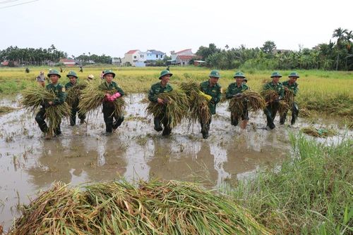 Cán bộ chiến sĩ Đội vận động quần chúng Đồn biên phòng cảng Sa Kỳ chung tay hỗ trợ người dân thu hoạch lúa bị ngã, đổ. Ảnh: Phạm Cường - TTXVN