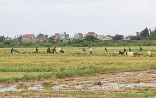 Bộ đội, dân quân chung tay giúp người dân kịp thời “cứu” lúa, giảm thiệt hại, lan tỏa sâu sắc tình quân dân trong gian khó. Ảnh: Phạm Cường - TTXVN
