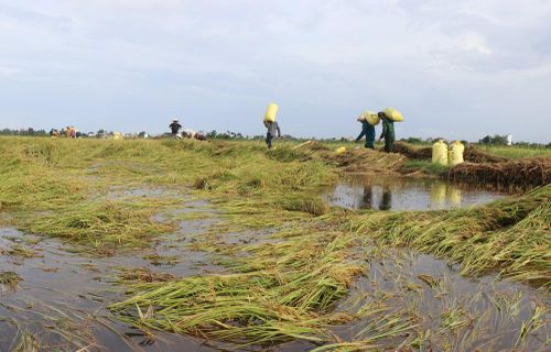 Mưa lớn kéo dài khiến hàng trăm ha lúa Hè Thu của người dân Quảng Ngãi bị ngập sâu, ngã đổ. Ảnh: Phạm Cường - TTXVN