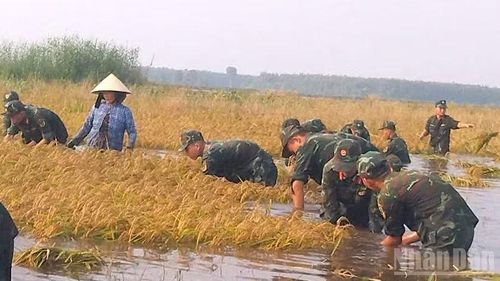 Cán bộ, chiến sĩ giúp dân thu hoạch lúa cùng người dân thu hoạch lúa ngập nước. (Ảnh: THANH PHONG)