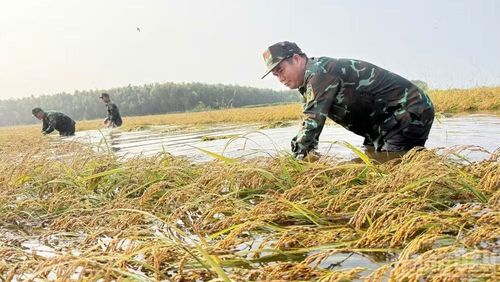 Cán bộ, chiến sĩ giúp người dân thu hoạch lúa. (Ảnh: THANH PHONG)