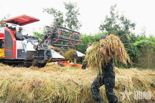 Những bó lúa sau khi thu hoạch được bộ đội nhanh chóng vận chuyển lên bờ. 