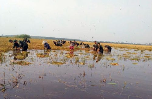 Cán bộ, chiến sĩ nỗ lực gặt lúa, giúp người dân hạn chế thiệt hại do mưa lũ
