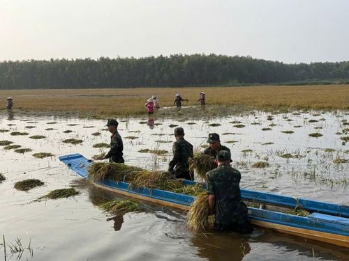 Được bộ đội tận tình hỗ trợ, số lúa có nguy cơ ngập úng đã nhanh chóng được thu hoạch
