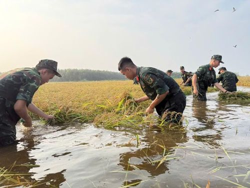Sáng 14/9, khoảng 120 cán bộ, chiến sĩ Tiểu đoàn 1, Trung đoàn 738, Bộ CHQS tỉnh Tây Ninh xuống đồng hỗ trợ người dân thu hoạch lúa.