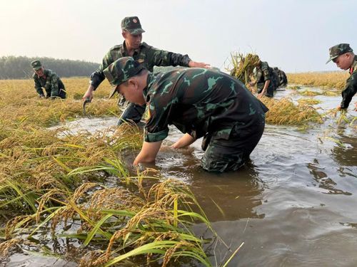 Theo đơn vị, trước nguy cơ mưa lớn, nước dâng có thể gây ảnh hưởng đến diện tích lúa chưa thu hoạch, cán bộ, chiến sĩ tranh thủ từng giờ để hỗ trợ người dân, hạn chế thấp nhất thiệt hại.