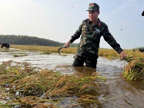 Lúa sau khi thu hoạch được vận chuyển nhanh chóng đến khu vực tập kết, hạn chế nguy cơ bị ảnh hưởng bởi ngập nước.