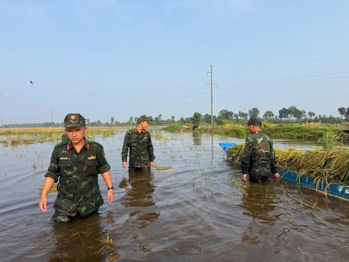 Các cán bộ, chiến sĩ được chia thành nhiều nhóm, phối hợp cùng chính quyền địa phương và người dân thu hoạch lúa.