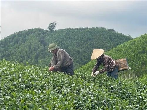 HTX hiện có 4 sản phẩm chè đạt OCOP 3 sao, mỗi năm cung ứng ra thị trường hơn 50 tấn chè khô các loại. Ảnh: TTXVN phát