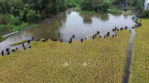 Khoảng 100 cán bộ, chiến sĩ Tiểu đoàn 1, Trung đoàn Cảnh sát cơ động số 9 hỗ trợ người dân thu hoạch lúa tại xã Thạnh Phước. Ảnh: TTXVN phát
