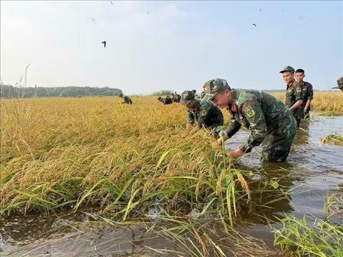 Cán bộ, chiến sĩ Tiểu đoàn 1, Trung đoàn 738 xuống đồng hỗ trợ người dân thu hoạch lúa bị ngập tại xã Thạnh Phước, tỉnh Tây Ninh. Ảnh: TTXVN phát