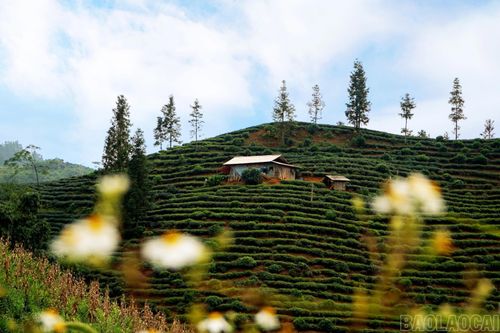 Một căn nhà nhỏ giữa đồi chè xanh ngát. Cây chè là một trong những cây trồng chủ lực ở Cao Sơn.