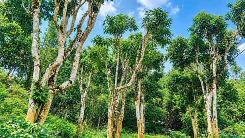 Một góc rừng chè cổ thụ Tả Thàng. (Ảnh: Tư liệu)