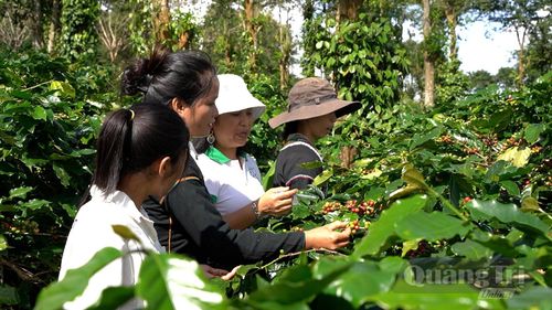 Bà Nguyễn Thị Hằng (người đội mũ trắng), Giám đốc Hợp tác xã Nông sản Khe Sanh, hướng dẫn người dân kỹ thuật thu hoạch cà phê - Ảnh: N.B
