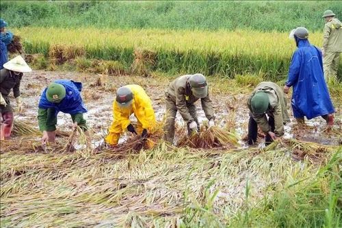 Cán bộ, chiến sĩ quân đội, công an xuống đồng hỗ trợ người dân gặt lúa.
