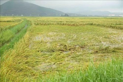 Nhiều ruộng lúa chưa kịp thu hoạch đã bị gãy, đổ, nằm sát mặt ruộng.